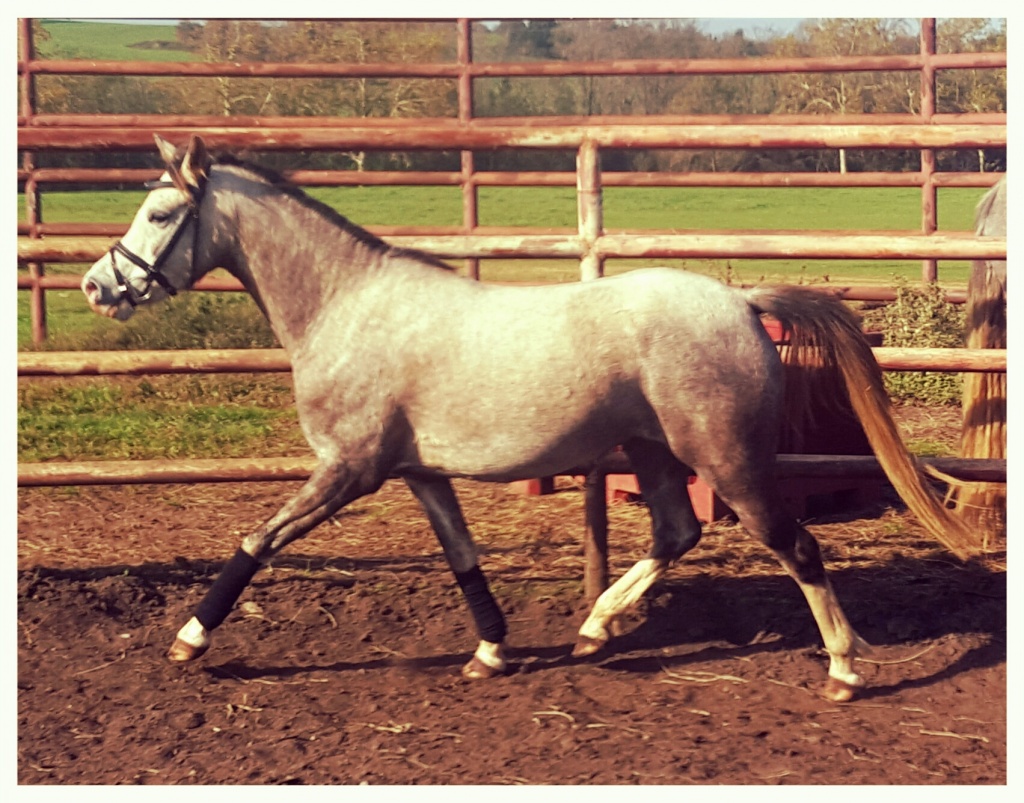 SAPHIRA ARABER WELSH MIX - Stute - Liendo