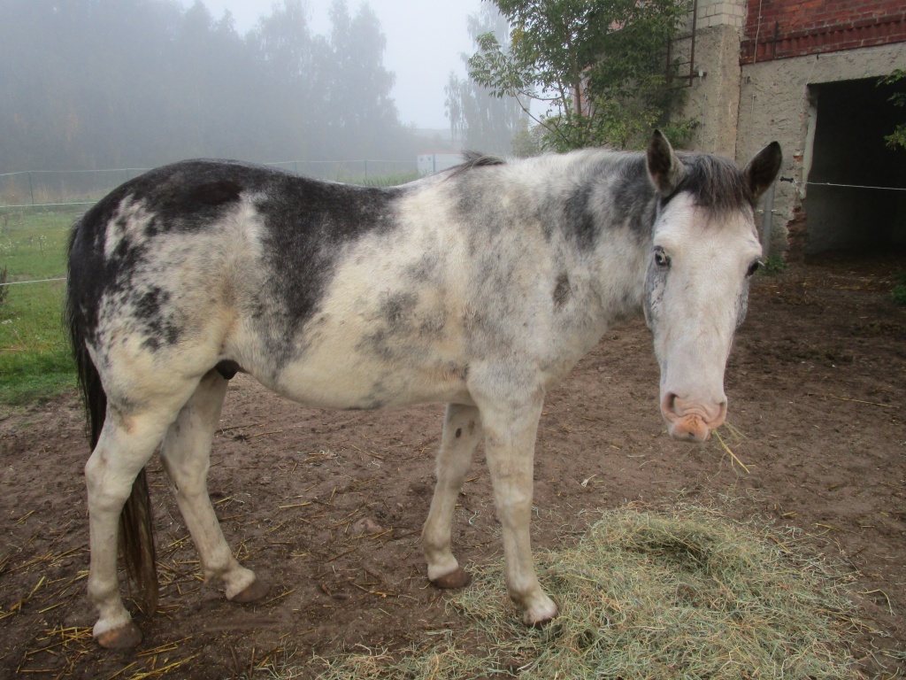Sabinoschecke/ Criollo-mix - Ponys - Pritzwalk