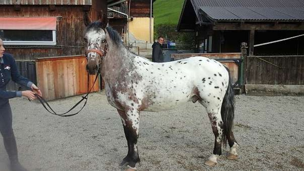 Wunderschöner Appaloosa   Wallach  mit Paß, geimpft, - Wallach - Bellenberg