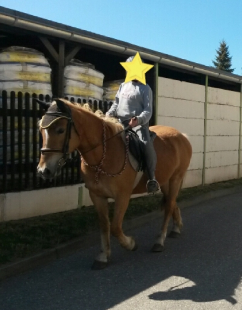 Haflingerstute zu verkaufen - Stute - Weißenfels