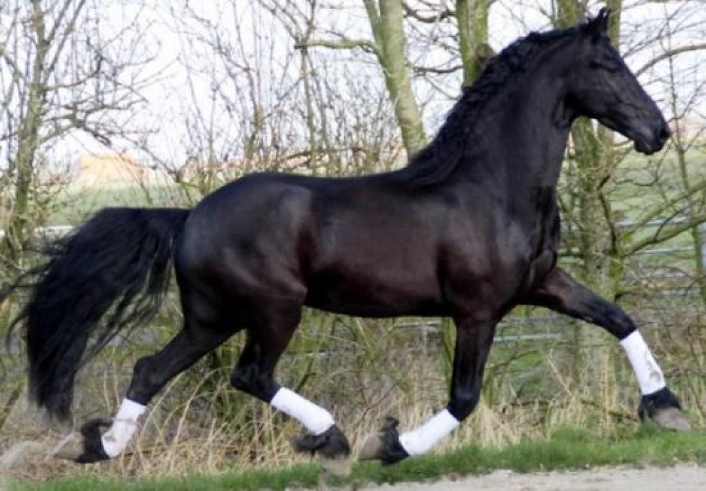 Verkaufe 6 Jahre Friesenstute und Wallach - Stute - Bremen