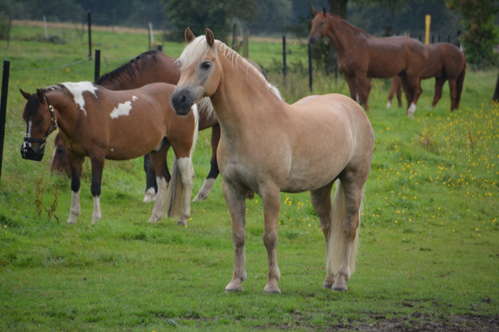 Suche zuverlässige Reitbeteiligung für Westerngerittenen Haflinger - Reitbeteiligung - Heiligenhaus