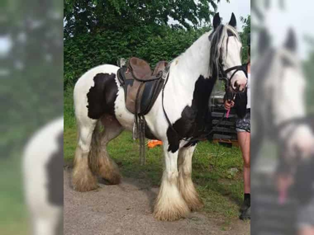 Irish Pony Tinker Stute - Ponys - Worms