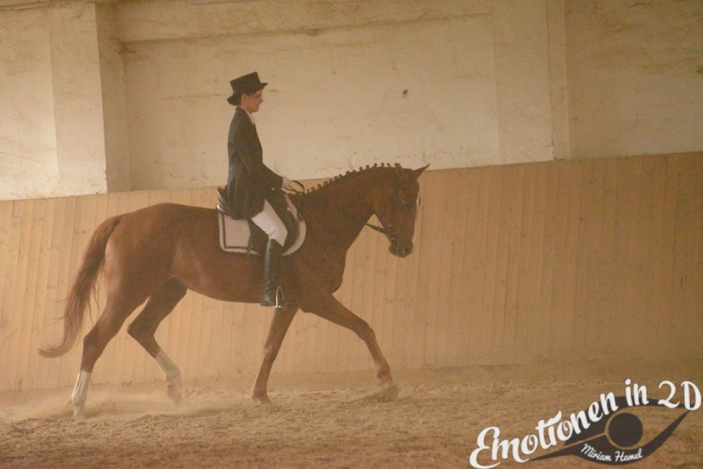 Aufgeweckter, lernwilliger Trakehner - Wallach - Bad Langensalza