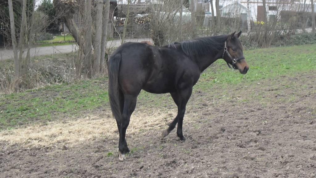 Top Quarter Horse - Stute - Erligheim