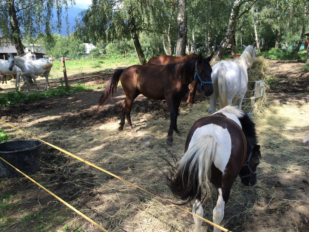 15 monate alte  warmblut mix mit kladruber - Stute - Martin