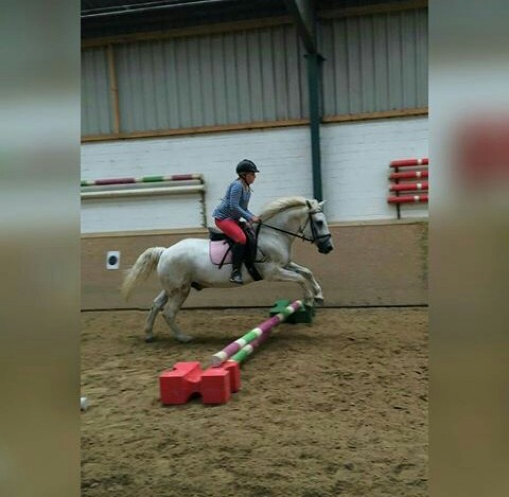 Reitebeteiligung - Reitbeteiligung - Hamm