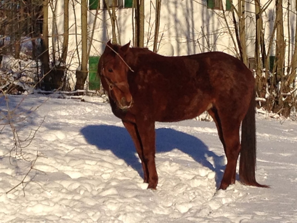 Bildhübsche Quarter Horse Stute mit excellenter Abstammung - Grosspferde - Erbendorf