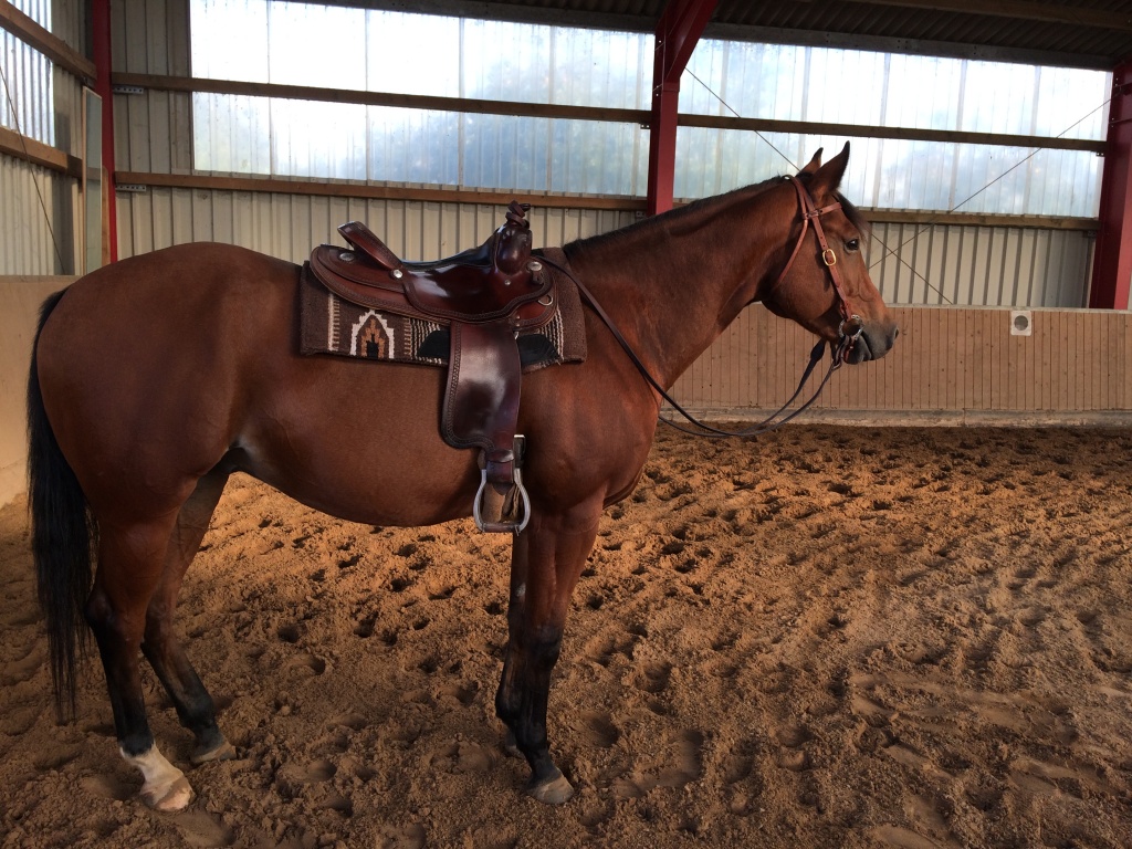 Großer, lieber Quarter Horse Wallach zu verkaufen - Grosspferde - Pollhagen