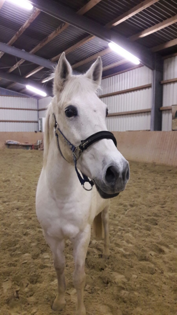 Zuverlässige Reitbeteiligung für meine süße Arabermix-Stute - Reitbeteiligung - Lünen