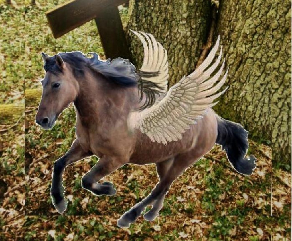 Suche neues Herzenspferd - biete liebevollen Platz auf Lebenszeit - Grosspferde - Erkrath