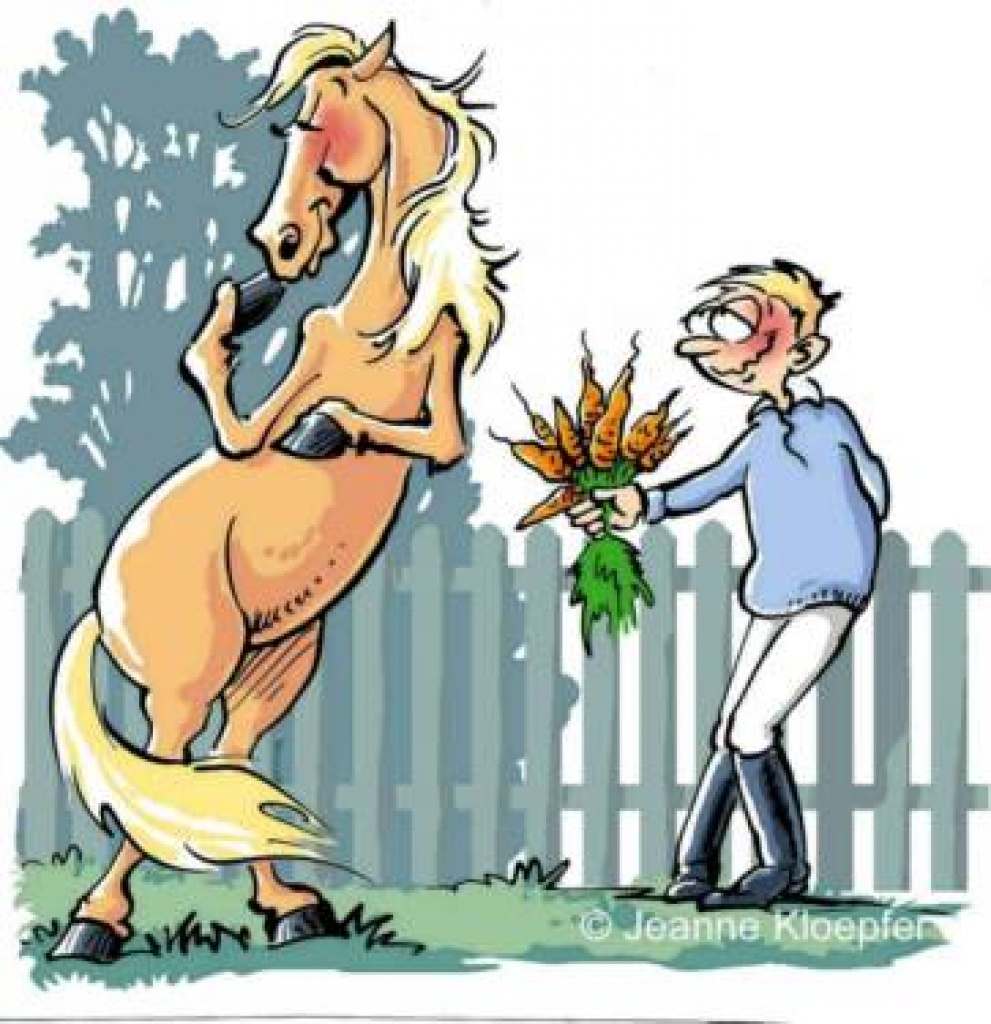 Suchen lieben Tinker für die Freizeit - Ponys - Eisenach