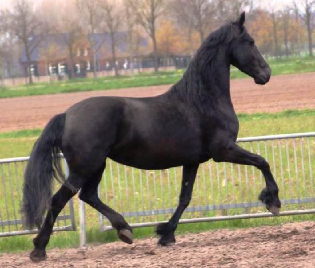 Friesenstute zu verkaufen - Stute - Hamburg