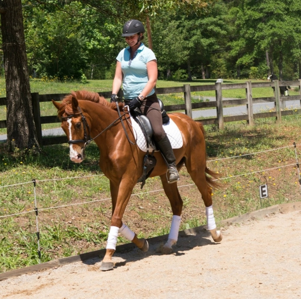 Wunderschöner Hannoveraner Wallach - Wallach - Ravensburg