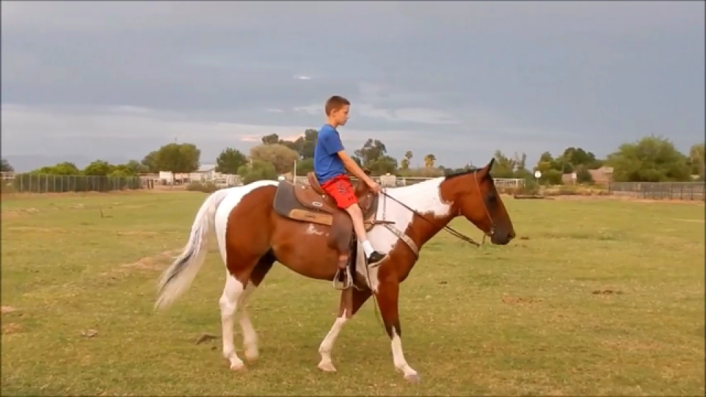 Paint Horse Wallach 6 Jahre - Wallach - Luzern