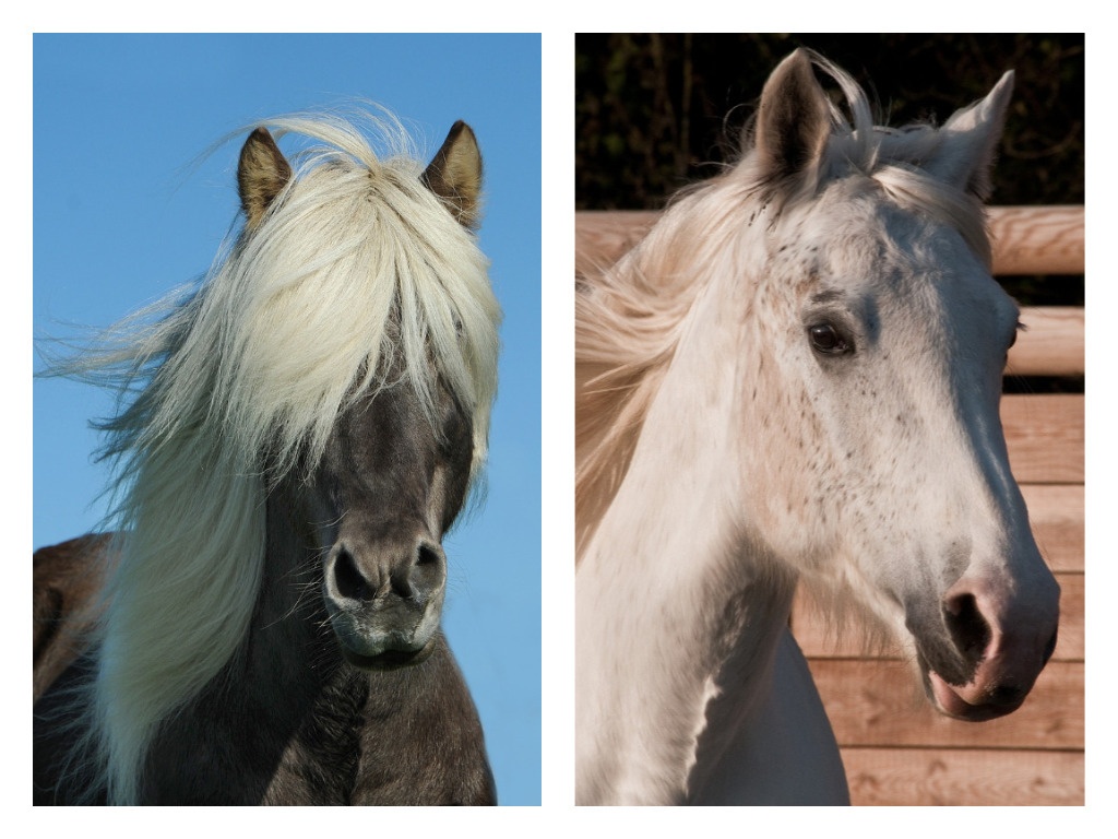 Tierkommunikation und CranioSacrale Körperarbeit für Pferde - Pferdezubehoer - Hamburg