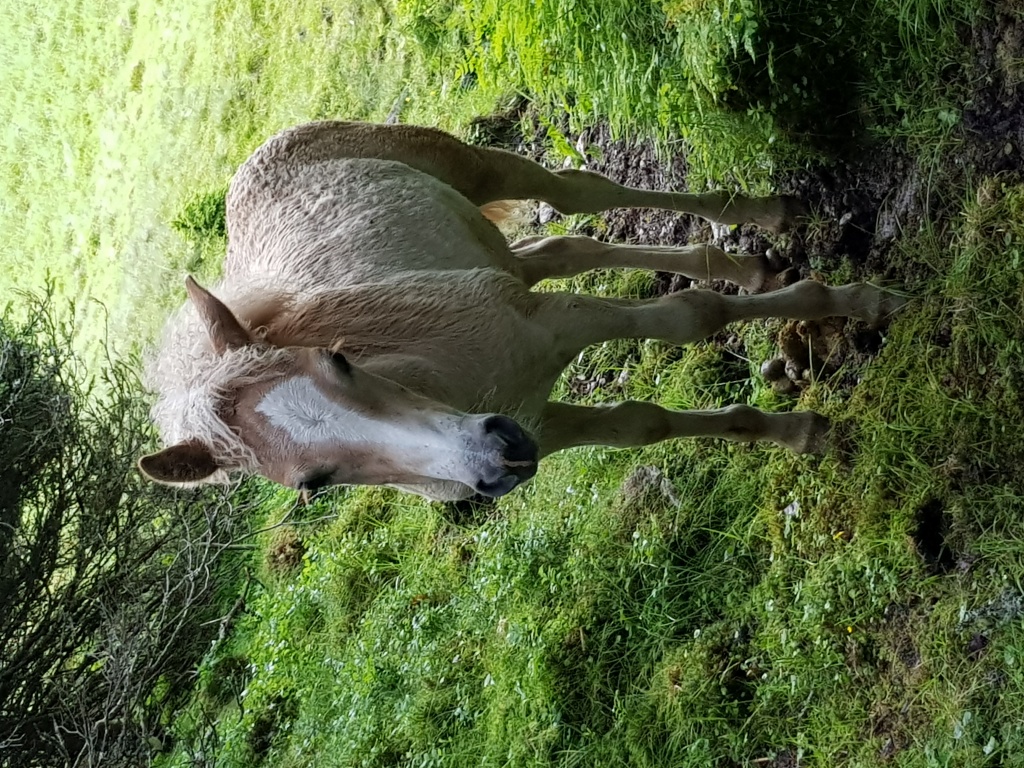 Verkaufen Top Haflinger Hengstfohlen - Fohlen - St.sigmund