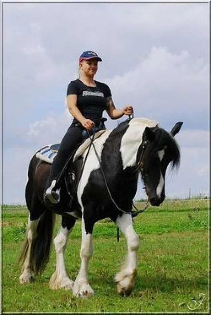 Tinker Stute - Stute - Kiel
