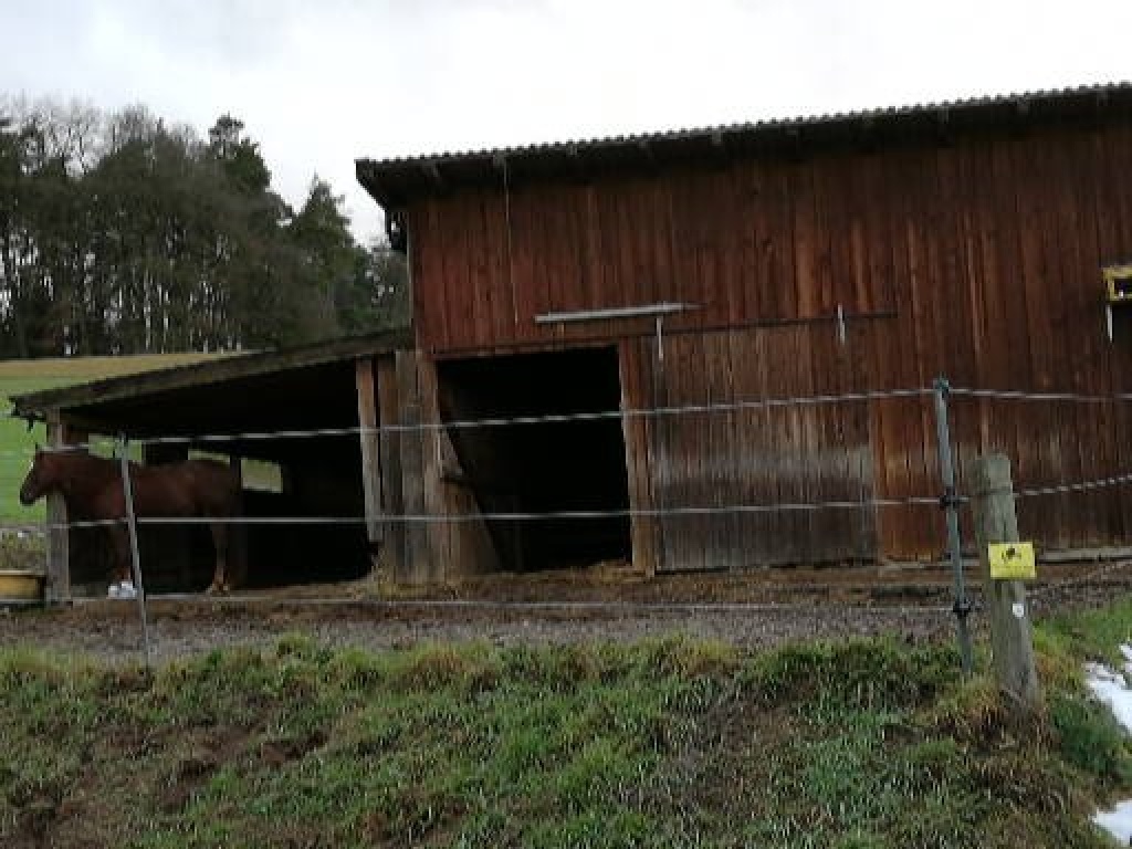 Beistellpferd für einen Offenstall - Beistellpferde - Mallersdorf Pfaffenberg