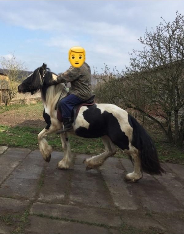 Irish Tinker Stute zu verkaufen - Stute - Abtsgmünd