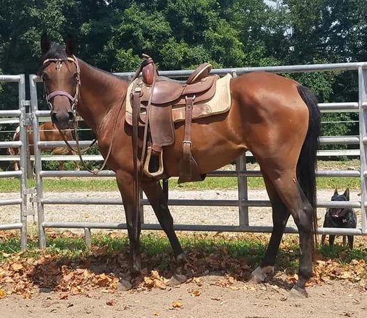 Arabisches Pferd - Wallach - Frankfurt am Main