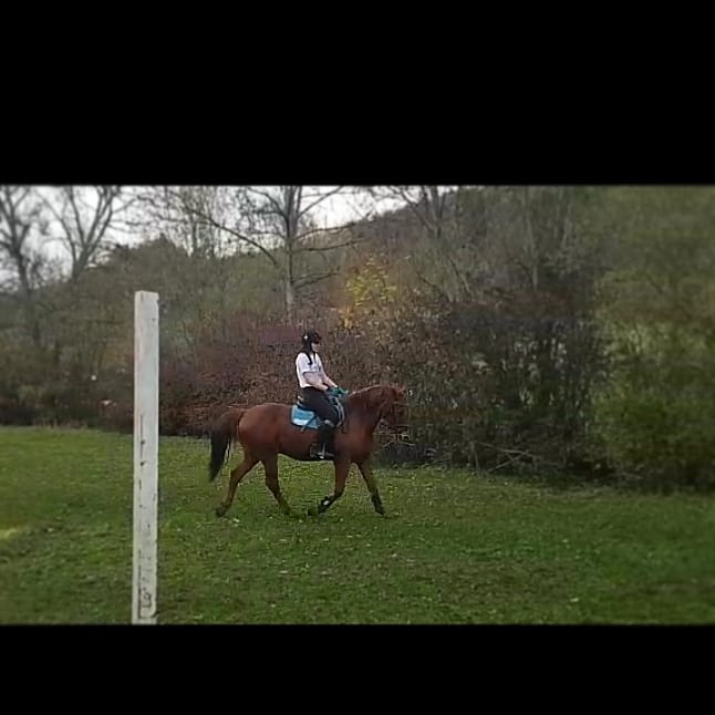 Reiterin sucht Reitbeteiligung. Villingen-Schwenningen/Talheim - Reitbeteiligung - Talheim