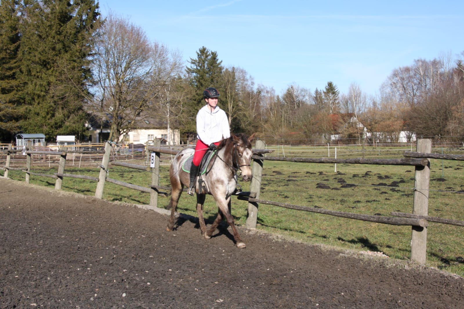 Suche Reitbeteiligung(Reiter Sucht Pferd) - Reitbeteiligung - Forstinning
