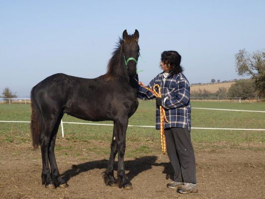 Hübsches 1-jähriges friesisches Stutfohlen - Fohlen - Hoffeinheim