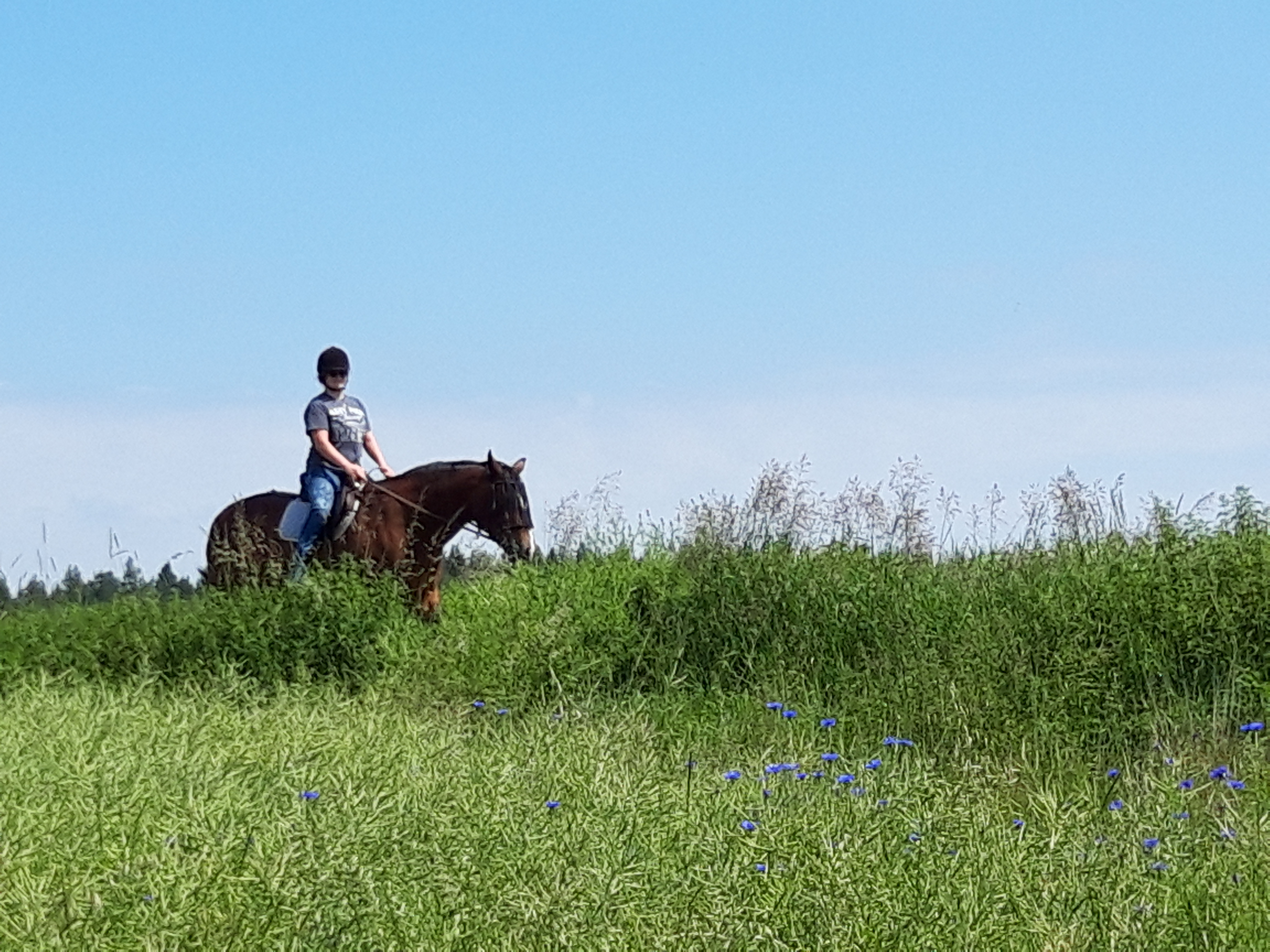 Begeisterte Reiterin sucht Reitbeteiligung - Reitbeteiligung - Bad Schwartau