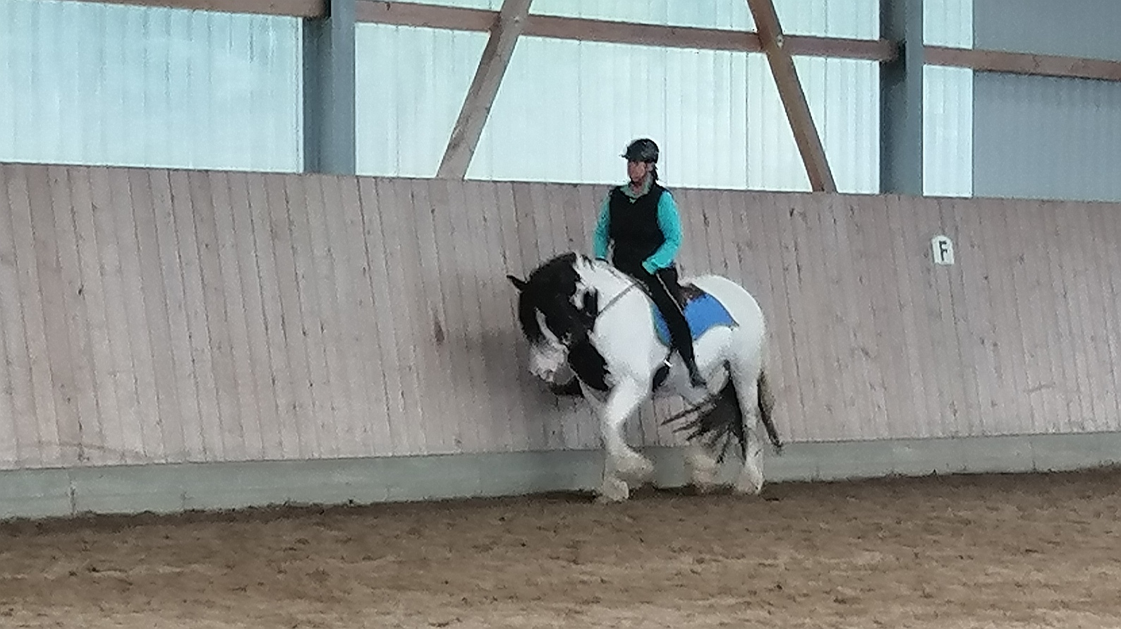 Tinker sucht Reitbeteiligung - Reitbeteiligung - Reinbek