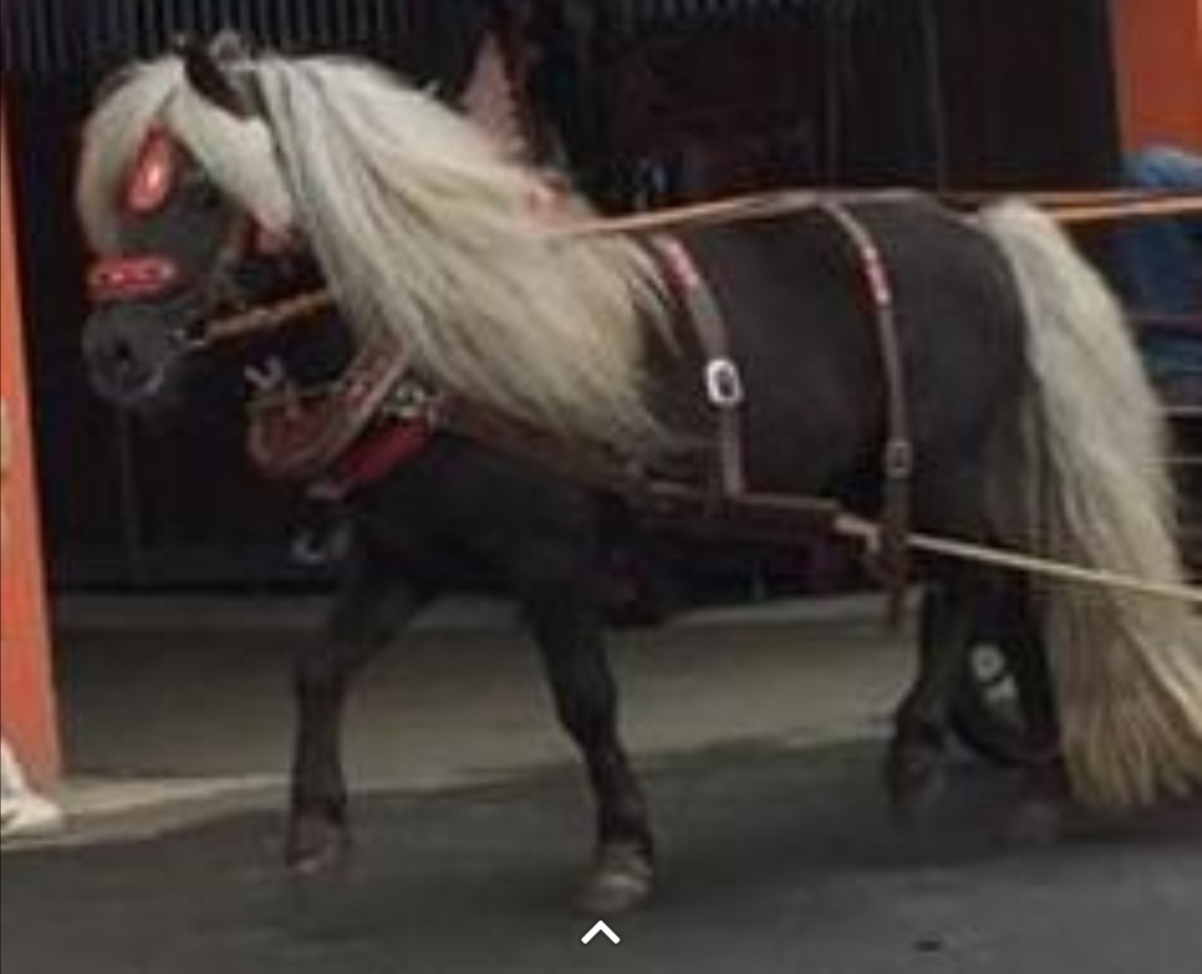 Biete pony shetty deckhengst - Deckhengst - Haag in Oberbayern
