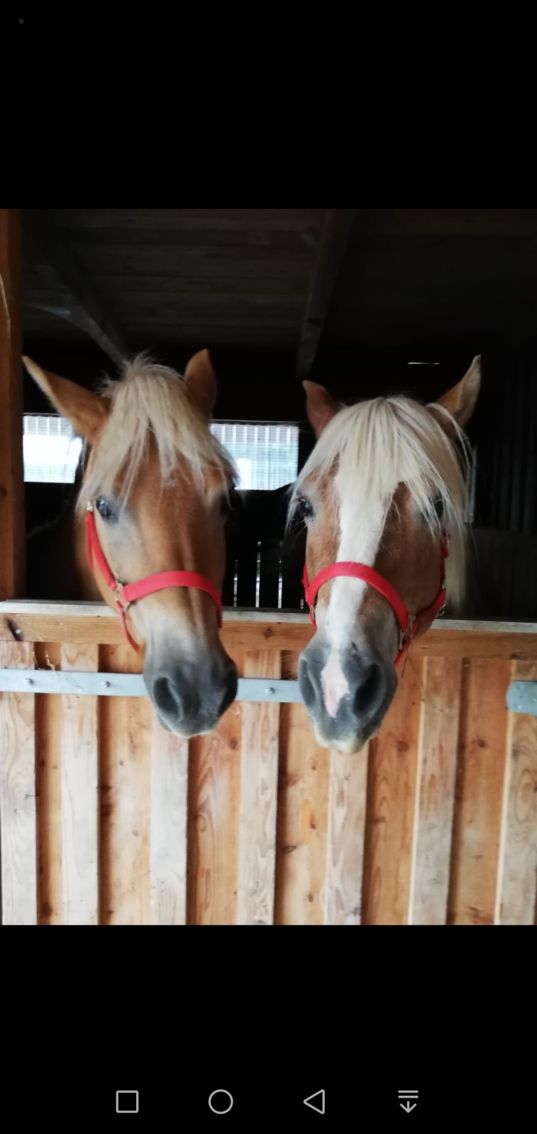 Biete Reitbeteiligung auf 2 Haflinger - Reitbeteiligung - Haag in Oberbayern
