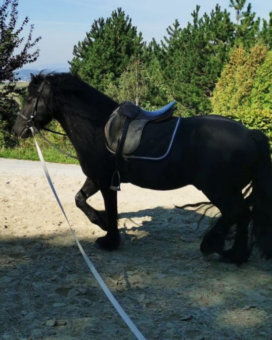 Deckhengst Fellpony - Deckhengst - Bad Langensalza