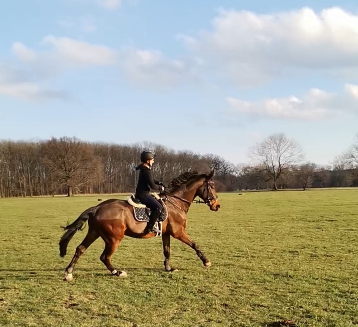 Suche eine Reitbeteiligung   Reiter sucht Pferd - Reitbeteiligung - Gera