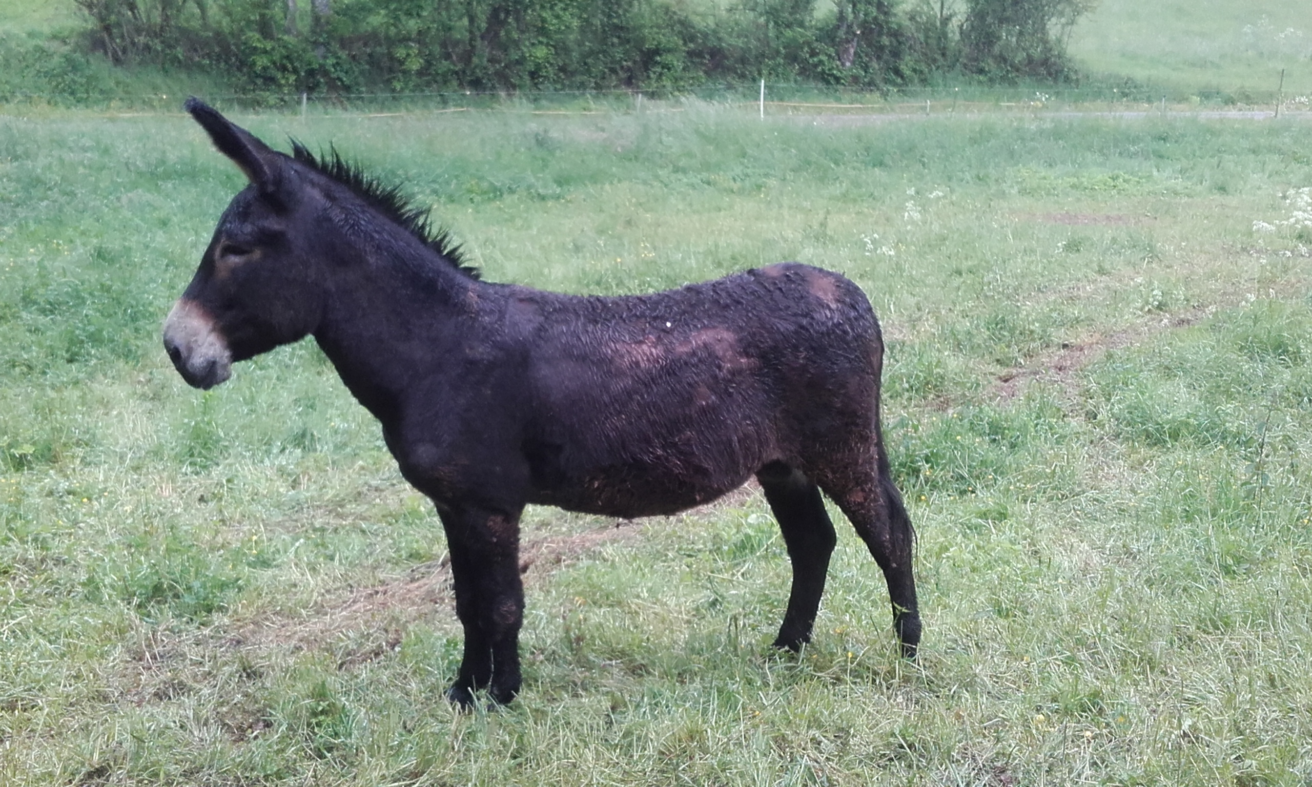 Deckhengst Grossesel Riesenesel - Deckhengst - Frankfurt am Main