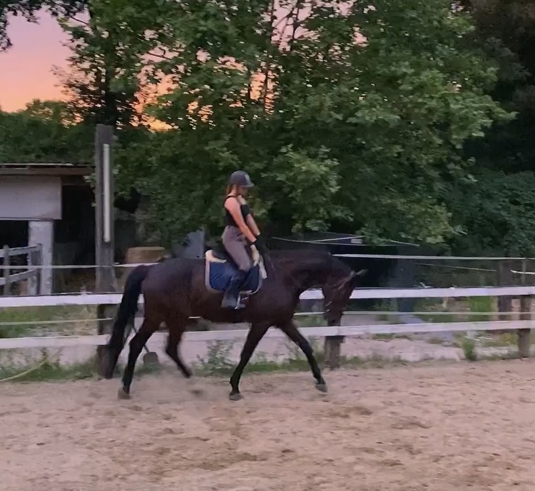 Reitbeteiligung gesucht - Reitbeteiligung - Bochum