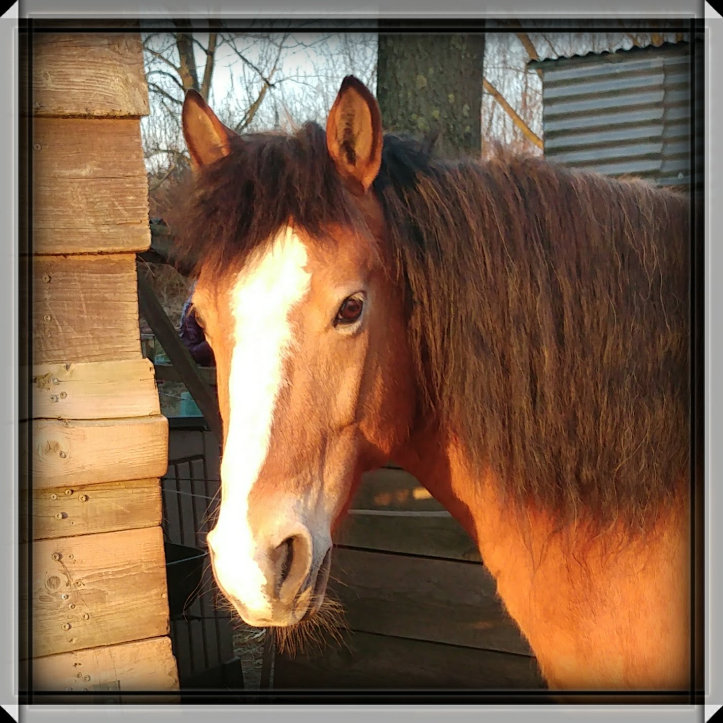 Du bist auf der Suche nach einem eigenen Pony - Ponys - Kerpen