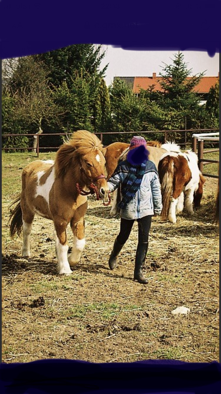 Suche alten Isi Mix Wallach - Ponys - Rostock