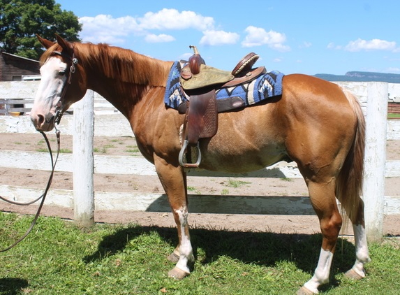 Super sanfter Painthorse Wallach - Grosspferde - Berlin