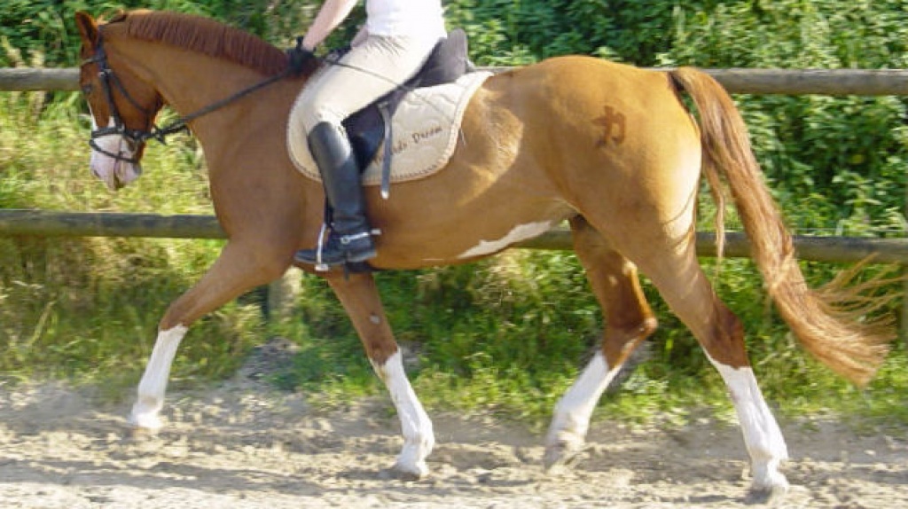 Biete Reitbeteilgung in Sprockhövel - Reitbeteiligung - Witten