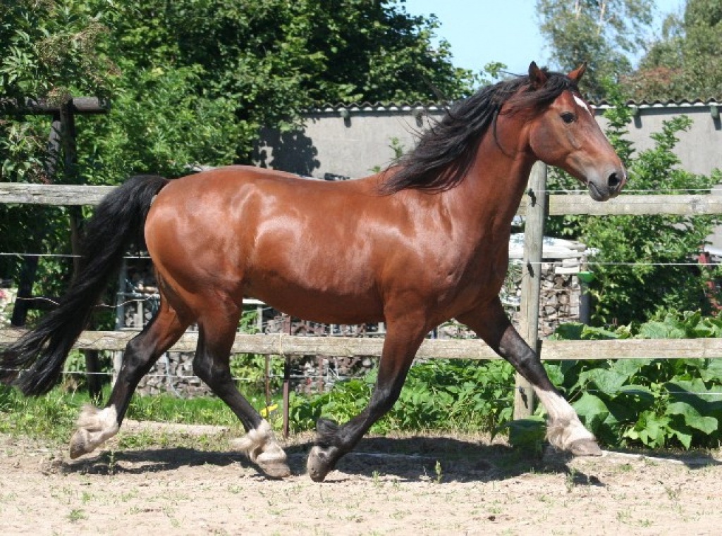 Vergebe Reitbeteiligung an 150cm Ponystute - Reitbeteiligung - Siegen