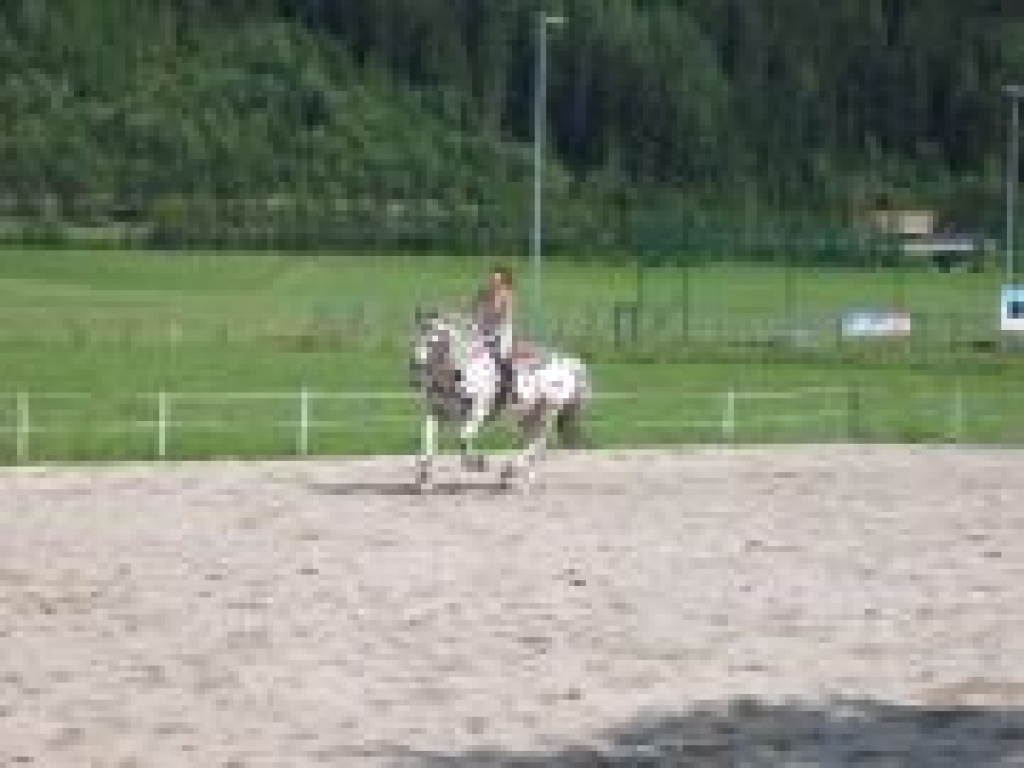 Suche RB im Raum Gerresheim - Reitbeteiligung - Düsseldorf