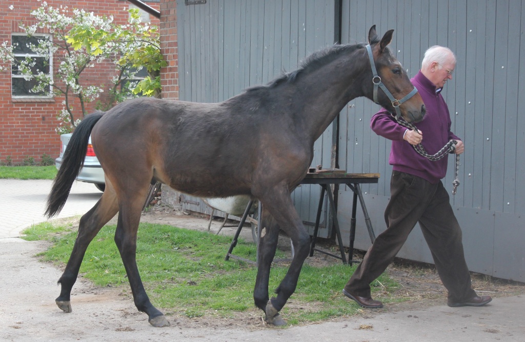 STAKKATO x FOR PLEASURE x GRAF TOP: GENIALER SPRING-NACHWUCHS CRACK - Fohlen - Nienburg (Weser)