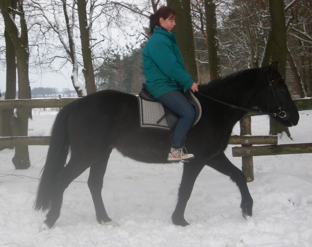 Toller Kumpel sucht... ++ GÜNSTIG ++ - Ponys - Berlin