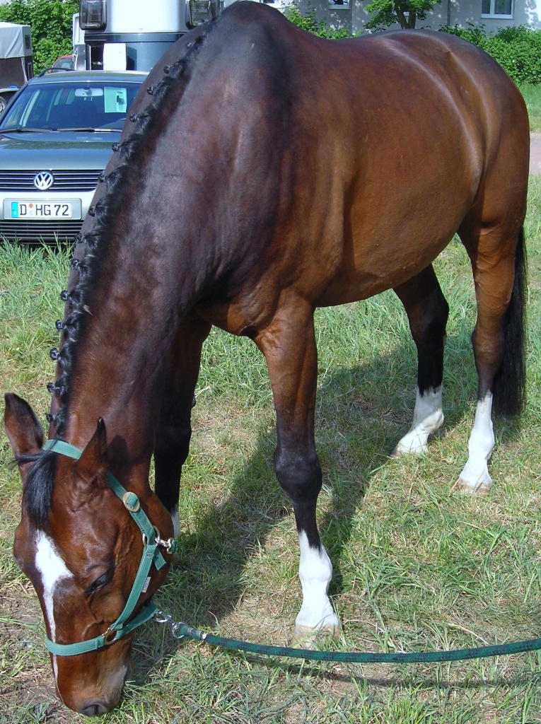 Biete RB an 15 Jährigem Oldenburger Wallach - Reitbeteiligung - Hilden