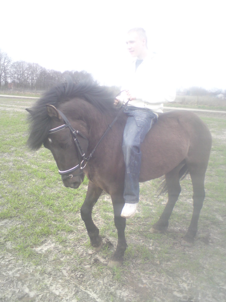 Isländer Deckhengst zum Decken bereit!!! - Deckhengst - Pinneberg