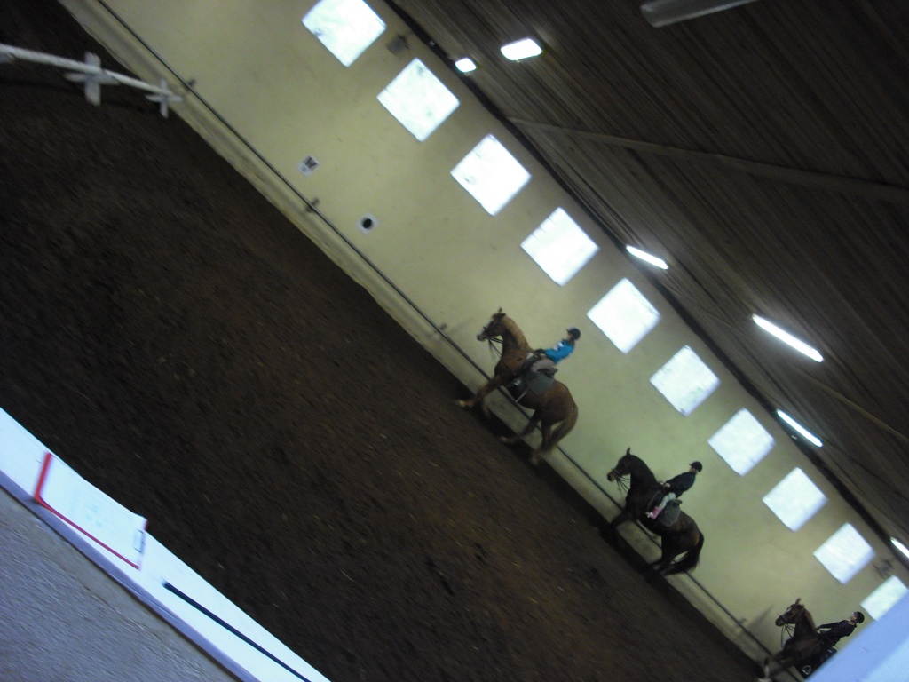Suche verzweifelt nach Pferd für Reitbeteiligung! - Reitbeteiligung - München