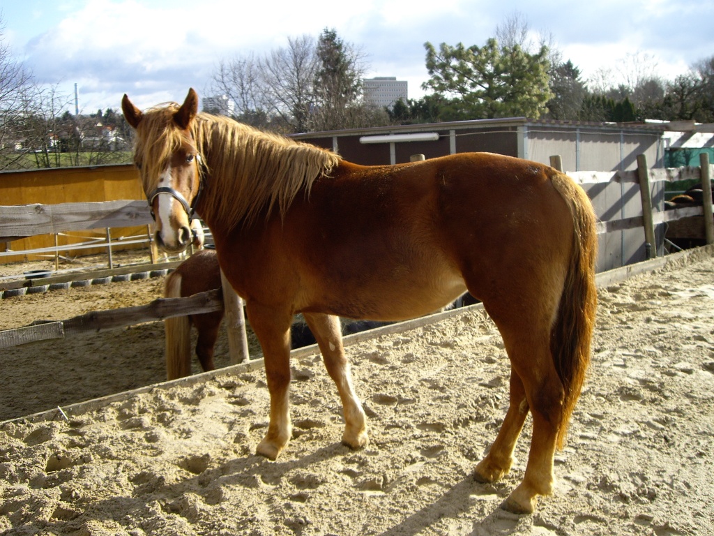 Reitbeteiligung in Frankfurt am Main - Reitbeteiligung - Frankfurt am Main