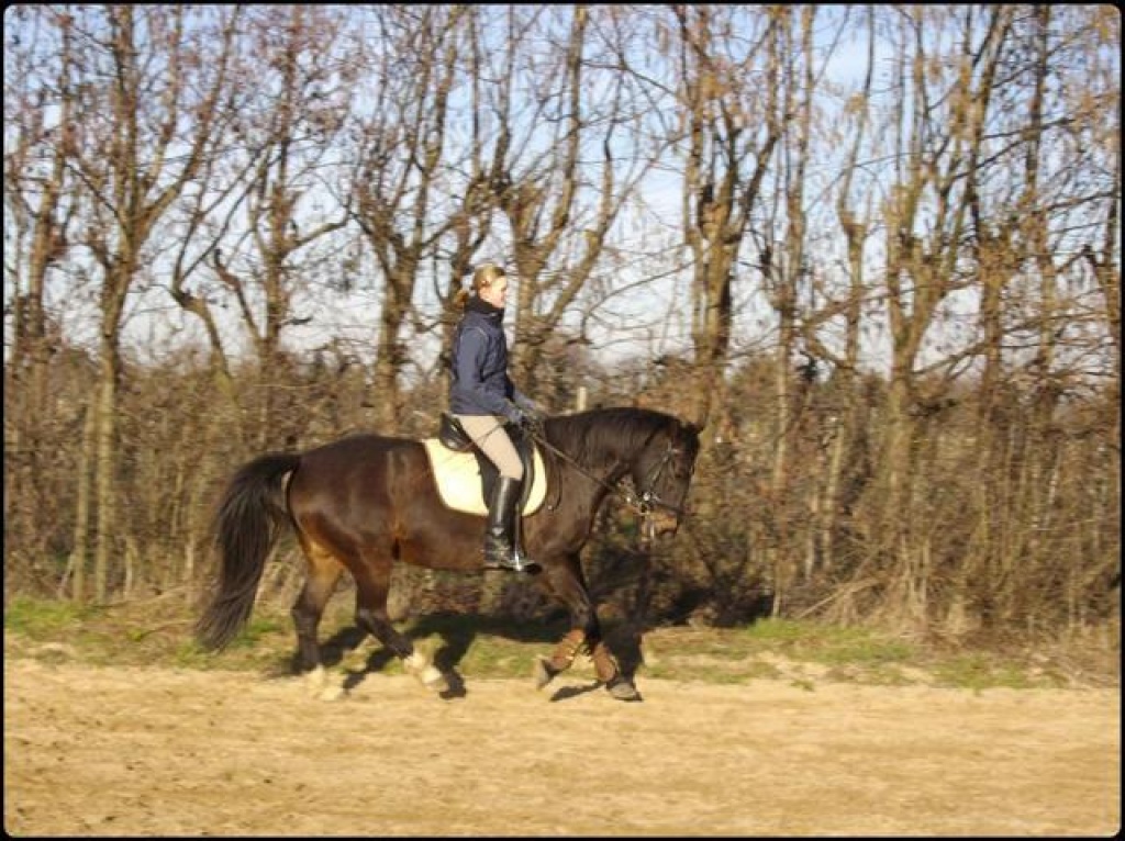 Biete Reitbeteiligung in 21614 Buxtehude/Ottensen - Reitbeteiligung - Buxtehude