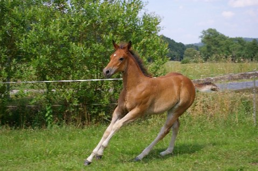 Quarter Horse Fohlen, Stute - Fohlen - Schlitz